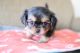 Japanese Chin Puppies for sale in North Wildwood, NJ 08260, USA. price: NA