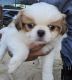 Japanese Chin Puppies for sale in Salem, OR, USA. price: $1,690