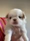 Japanese Chin Puppies for sale in Salem, OR, USA. price: $2,590
