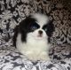 Japanese Chin Puppies for sale in Springfield, MO, USA. price: $800