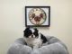 Japanese Chin Puppies for sale in California, USA. price: NA