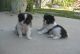 Japanese Chin Puppies for sale in Madison, WI, USA. price: NA
