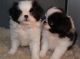 Japanese Chin Puppies for sale in Oklahoma City, OK, USA. price: NA
