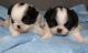 Japanese Chin Puppies