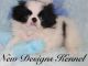 Japanese Chin Puppies for sale in Alma Center, WI 54611, USA. price: NA