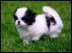 Japanese Chin Puppies for sale in Fort Wayne, IN, USA. price: NA