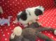 Japanese Chin Puppies for sale in Downey, CA, USA. price: NA