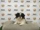 Japanese Chin Puppies for sale in Los Angeles, CA, USA. price: NA
