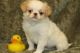 Japanese Chin Puppies for sale in San Francisco, CA, USA. price: NA