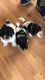 Japanese Chin Puppies for sale in OR-99W, McMinnville, OR 97128, USA. price: NA