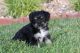 Japanese Chin Puppies for sale in Sacramento, CA, USA. price: NA