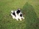 Japanese Chin Puppies for sale in Texas Ave, Houston, TX, USA. price: NA