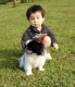 Japanese Chin Puppies for sale in Nevada St, Newark, NJ 07102, USA. price: NA