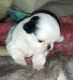 Japanese Chin Puppies for sale in Jacksonville, FL, USA. price: NA