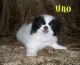 Japanese Chin Puppies for sale in San Jose, CA, USA. price: NA