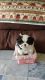 Japanese Chin Puppies for sale in Fillmore, NY 14735, USA. price: NA