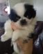 Japanese Chin Puppies for sale in St Cloud, FL 34773, USA. price: $800