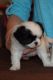 Japanese Chin Puppies for sale in Willard, MO, USA. price: NA