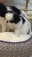 Japanese Chin Puppies for sale in Alaska St, Staten Island, NY 10310, USA. price: NA