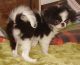 Japanese Chin Puppies for sale in Houston, TX, USA. price: NA
