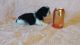 Japanese Chin Puppies for sale in Rapid City, SD, USA. price: NA