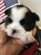 Japanese Chin Puppies for sale in Salem, OR, USA. price: $1,200