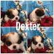 Japanese Chin Puppies for sale in Salem, OR, USA. price: $1,450
