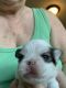 Japanese Chin Puppies for sale in Salem, OR, USA. price: $1,600