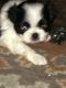Japanese Chin Puppies for sale in Bradenton, FL, USA. price: $500