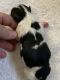 Japanese Chin Puppies for sale in Salem, OR, USA. price: $1,600