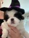 Japanese Chin Puppies for sale in Salem, OR, USA. price: $1,500