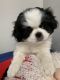 Japanese Chin Puppies for sale in Salem, OR, USA. price: $1,300