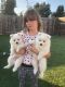 Japanese Spitz Puppies for sale in S Carolina St, Avon Park, FL 33825, USA. price: $300
