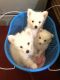 Japanese Spitz Puppies for sale in Dang Valley Rd, Ghorahi 22400, Nepal. price: 7999 NPR