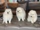 Japanese Spitz Puppies for sale in Cornelia St, New York, NY 10014, USA. price: NA