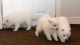 Japanese Spitz Puppies for sale in New York, NY, USA. price: $700