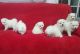 Japanese Spitz Puppies for sale in Chicago, IL, USA. price: $600