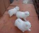 Japanese Spitz Puppies for sale in Round Rock, TX, USA. price: NA