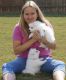 Japanese Spitz Puppies for sale in Tallahassee, FL, USA. price: NA