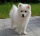 Japanese Spitz Puppies for sale in Bakersfield, CA, USA. price: NA
