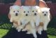 Japanese Spitz Puppies for sale in San Antonio, TX, USA. price: $650