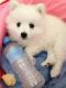 Japanese Spitz Puppies for sale in Fontana, CA, USA. price: NA