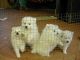 Japanese Spitz Puppies for sale in 58503 Rd 225, North Fork, CA 93643, USA. price: NA