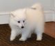 Japanese Spitz Puppies for sale in Texas City, TX, USA. price: $500