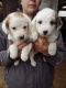 Japanese Spitz Puppies for sale in Philadelphia, PA, USA. price: NA