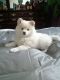 Japanese Spitz Puppies for sale in New York County, NY, USA. price: NA