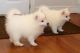 Japanese Spitz Puppies for sale in Houston, TX, USA. price: $500