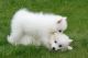 Japanese Spitz Puppies for sale in Paris, TX 75461, USA. price: $650