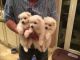 Japanese Spitz Puppies for sale in Charleston, WV, USA. price: NA