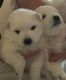 Japanese Spitz Puppies for sale in Istanbul St, Interlachen, FL 32148, USA. price: $1,200